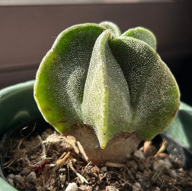 IMG_1263.jpg IMG_1263.jpg