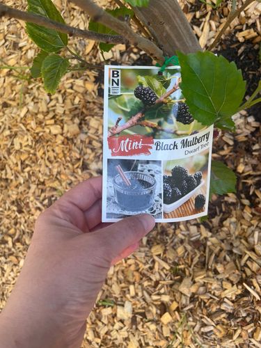 IMG_4632.jpeg IMG_4632.jpeg