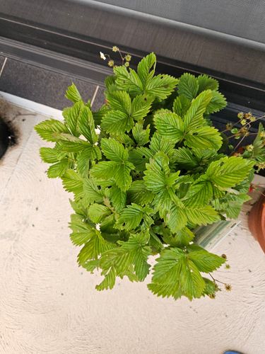 1000032296.jpg 1000032296.jpg