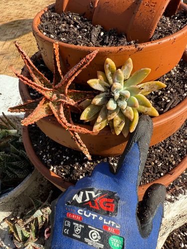 IMG_1247.jpeg IMG_1247.jpeg