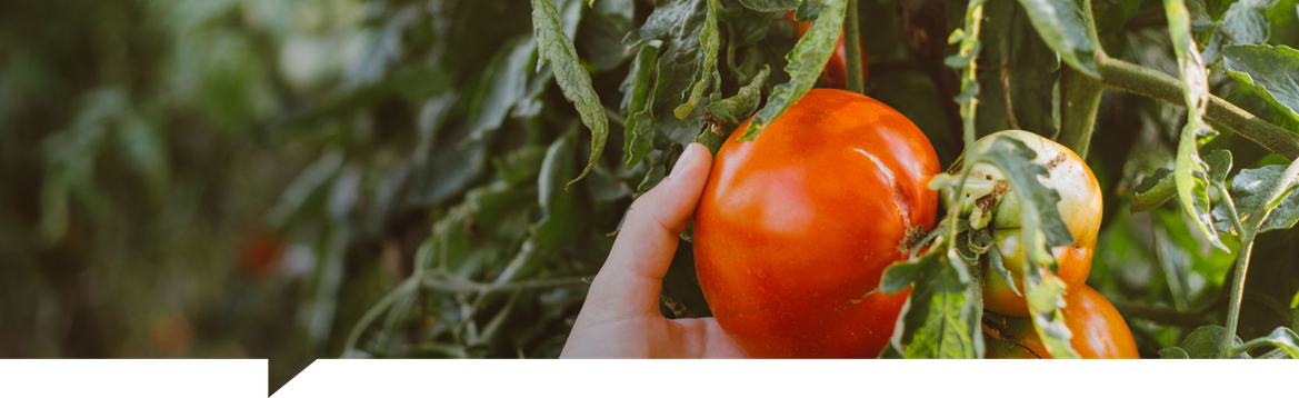 Tomato.png Tomato.png