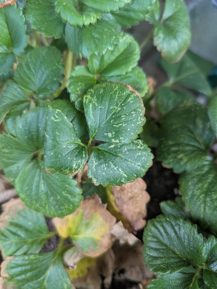 strawberry plant 2.jpeg strawberry plant 2.jpeg