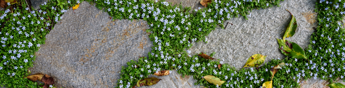 Groundcover.png Groundcover.png