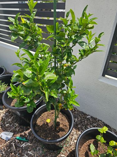 1000037222.jpg 1000037222.jpg