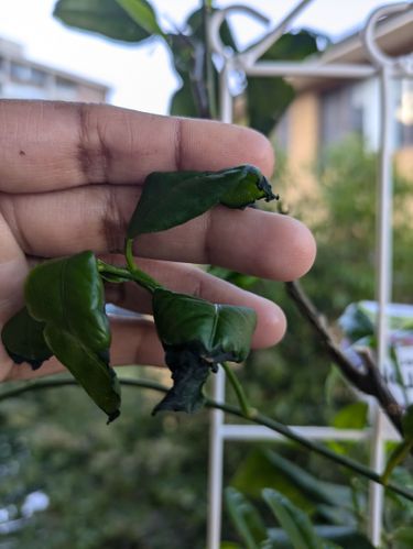 1000012994.jpg 1000012994.jpg