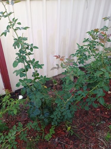 1000075198.jpg 1000075198.jpg