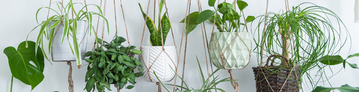 Hanging baskets.png Hanging baskets.png