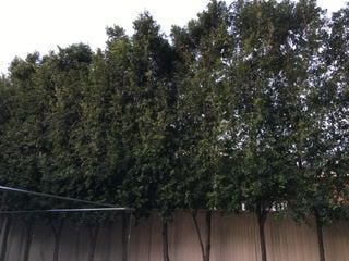 77A7CFBB-8B18-4D42-A8BB-6ECBC34D4893.jpeg 77A7CFBB-8B18-4D42-A8BB-6ECBC34D4893.jpeg