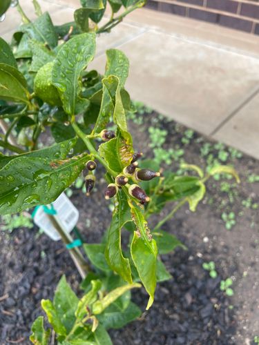 IMG_8581.jpeg IMG_8581.jpeg