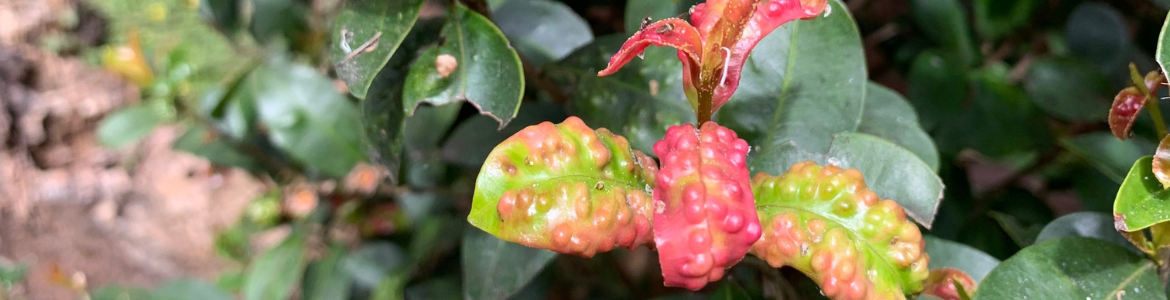 How to diagnose a sick lilly pilly.png How to diagnose a sick lilly pilly.png