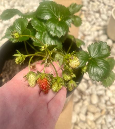 IMG_4979.jpeg IMG_4979.jpeg