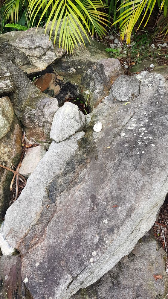 DMD Pool 4.jpg DMD Pool 4.jpg