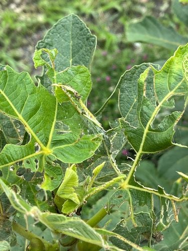 IMG_1275.jpeg IMG_1275.jpeg