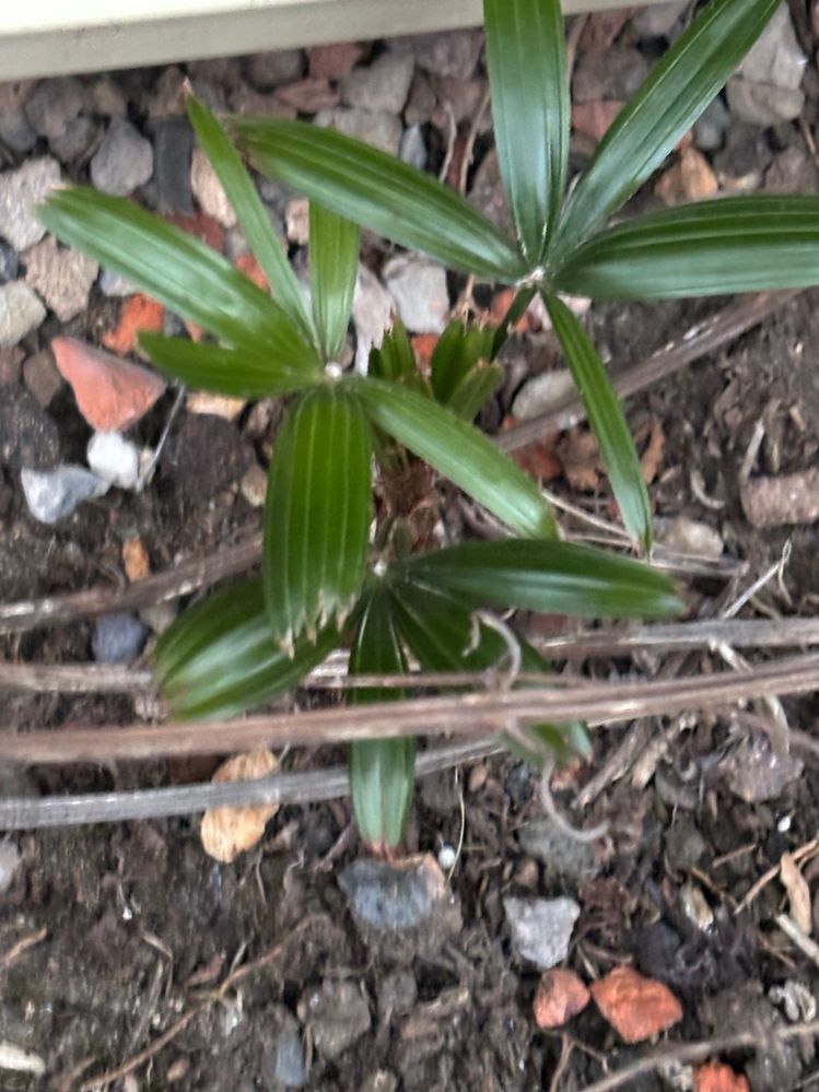 IMG_4412.jpg IMG_4412.jpg