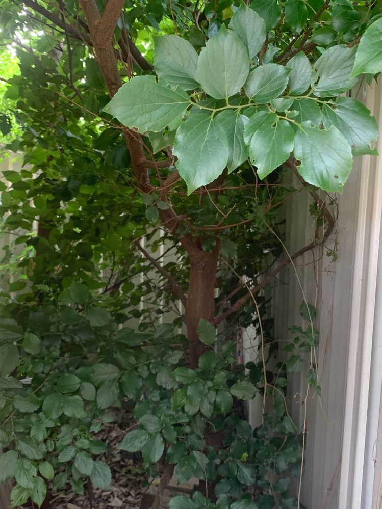 IMG_1450.jpg IMG_1450.jpg