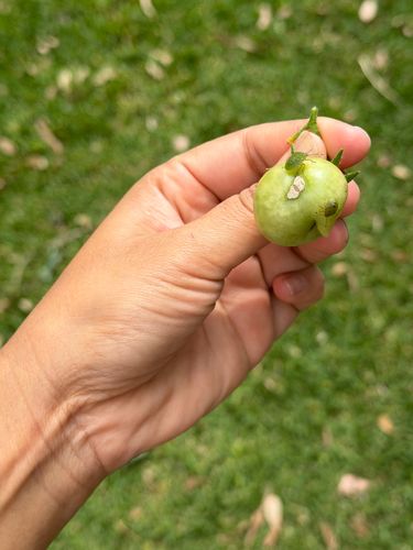 IMG_2037.jpeg IMG_2037.jpeg