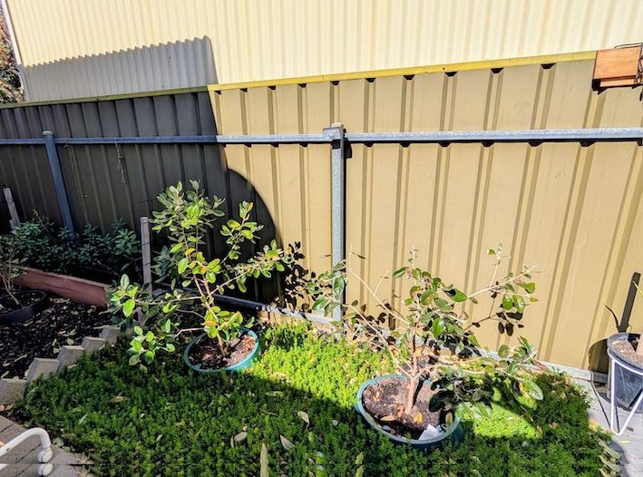 southsidegarden_small.jpg southsidegarden_small.jpg