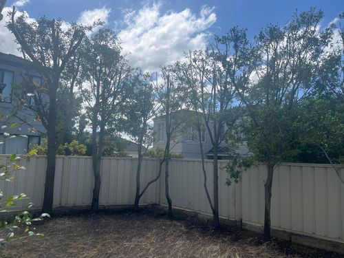 Trees Front Yard 01.JPG Trees Front Yard 01.JPG