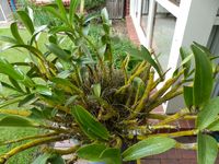 P1060485.JPG P1060485.JPG