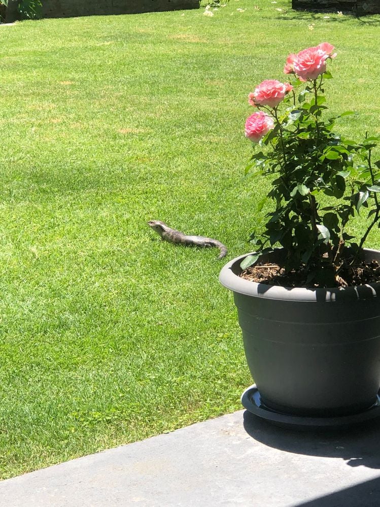 C8A5791C-267A-4D90-B946-87BC587476B6.jpeg C8A5791C-267A-4D90-B946-87BC587476B6.jpeg