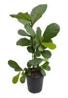 Fiddle leaf fig.png Fiddle leaf fig.png