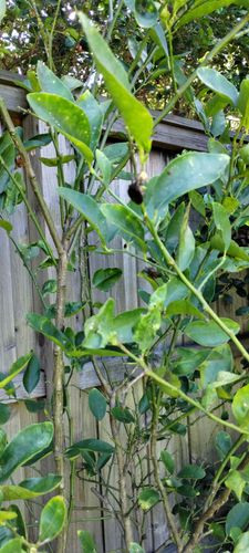 IMG_20250113_141823339.jpg IMG_20250113_141823339.jpg