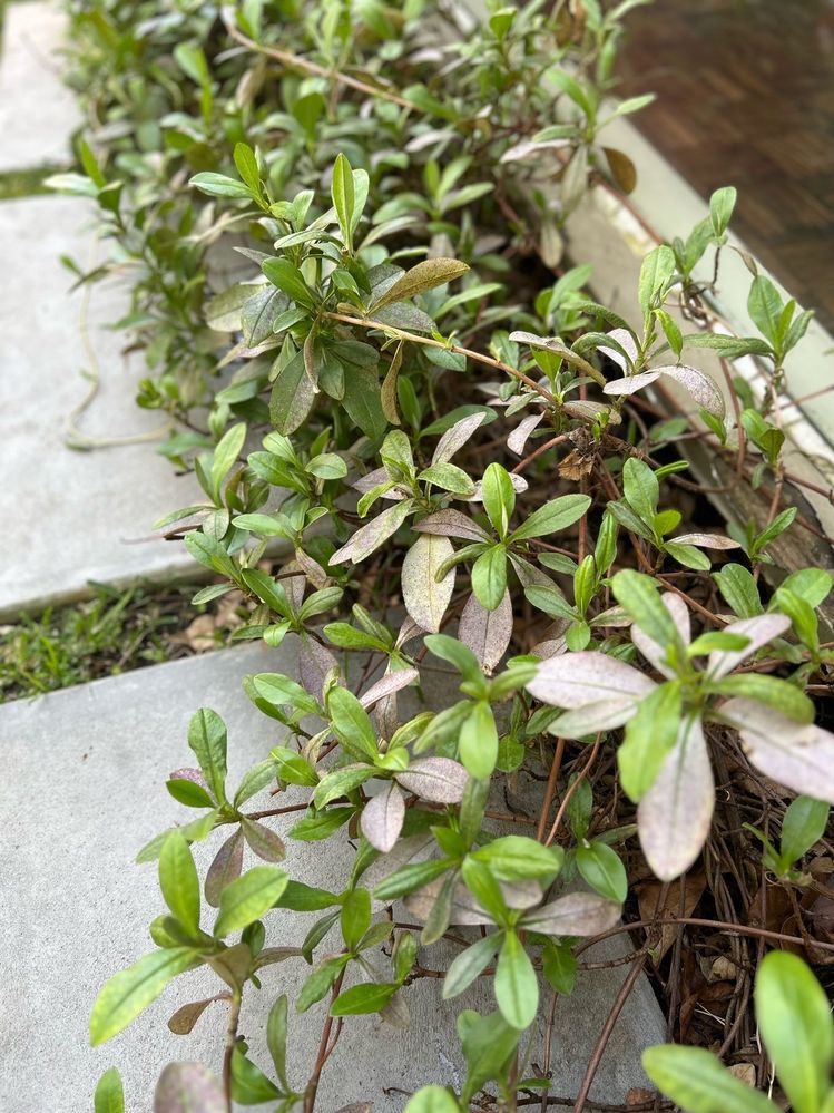 Garden 2.jpg Garden 2.jpg