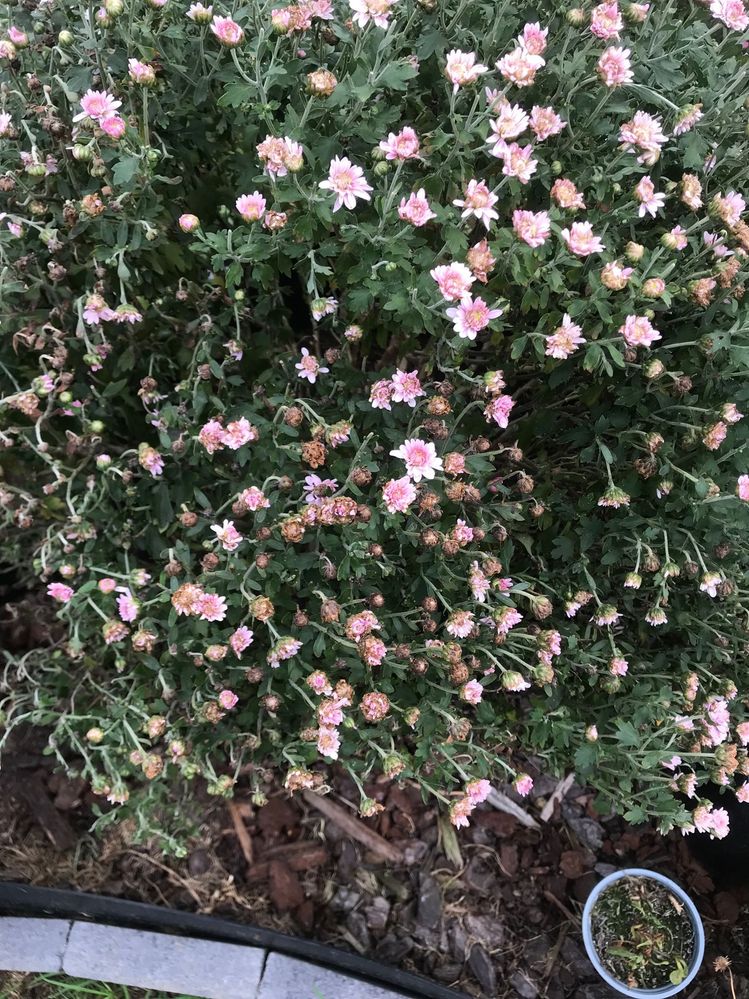 WhatsApp Image 2025-04-16 at 17.05.58_cb42a75a.jpg WhatsApp Image 2025-04-16 at 17.05.58_cb42a75a.jpg