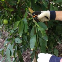 3.1 Pruning.jpg 3.1 Pruning.jpg