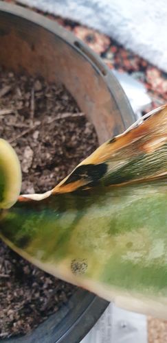 20240804_084349.jpg 20240804_084349.jpg