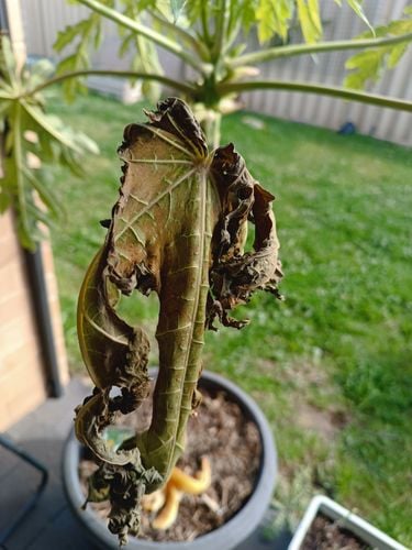 IMG_20250816_131211.jpg IMG_20250816_131211.jpg