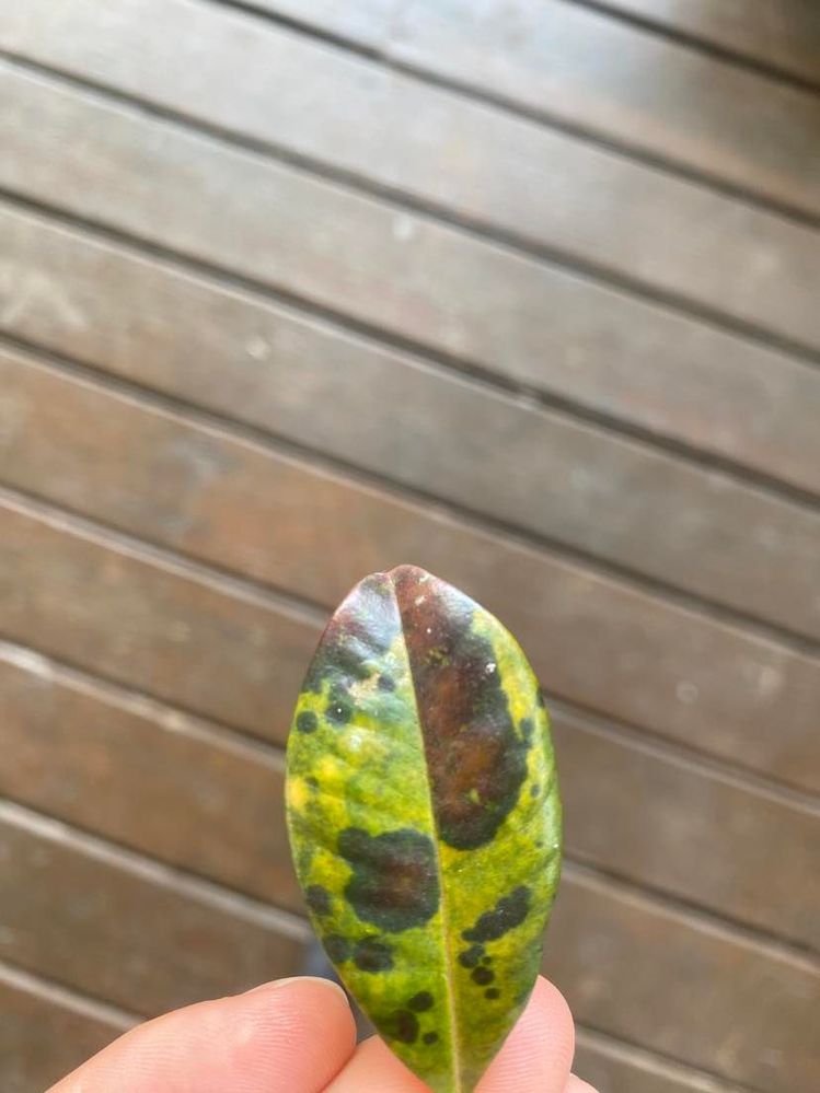 373464003_291500033506262_3334680193571385375_n.jpg 373464003_291500033506262_3334680193571385375_n.jpg