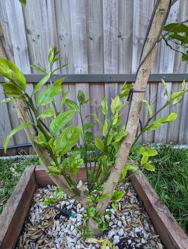 PXL_20231018_074946218.jpg PXL_20231018_074946218.jpg