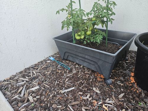 1000049545.jpg 1000049545.jpg