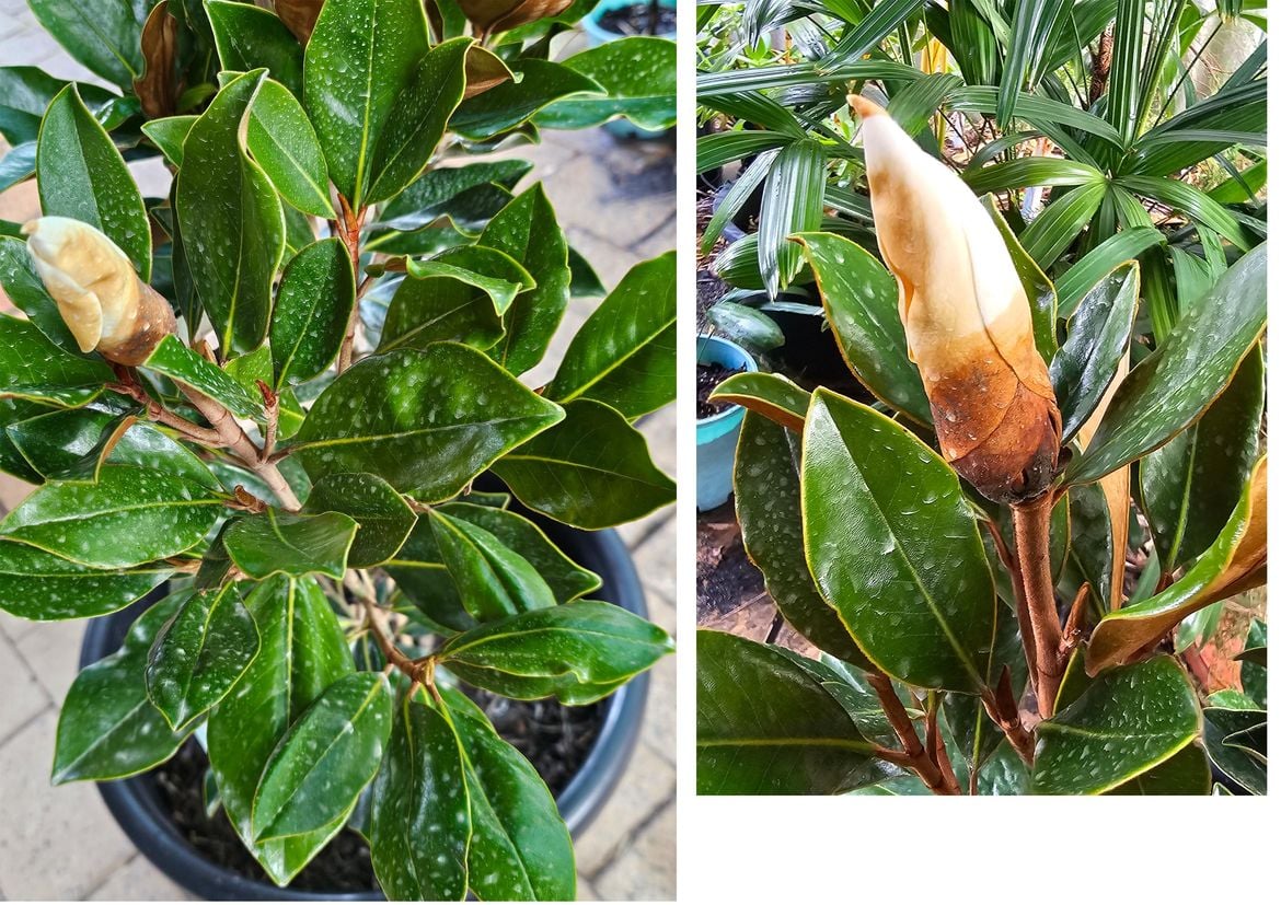 Flower rot.jpg Flower rot.jpg