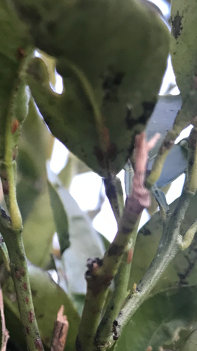 9164653F-4213-47F8-B01E-26A00F383646.png 9164653F-4213-47F8-B01E-26A00F383646.png