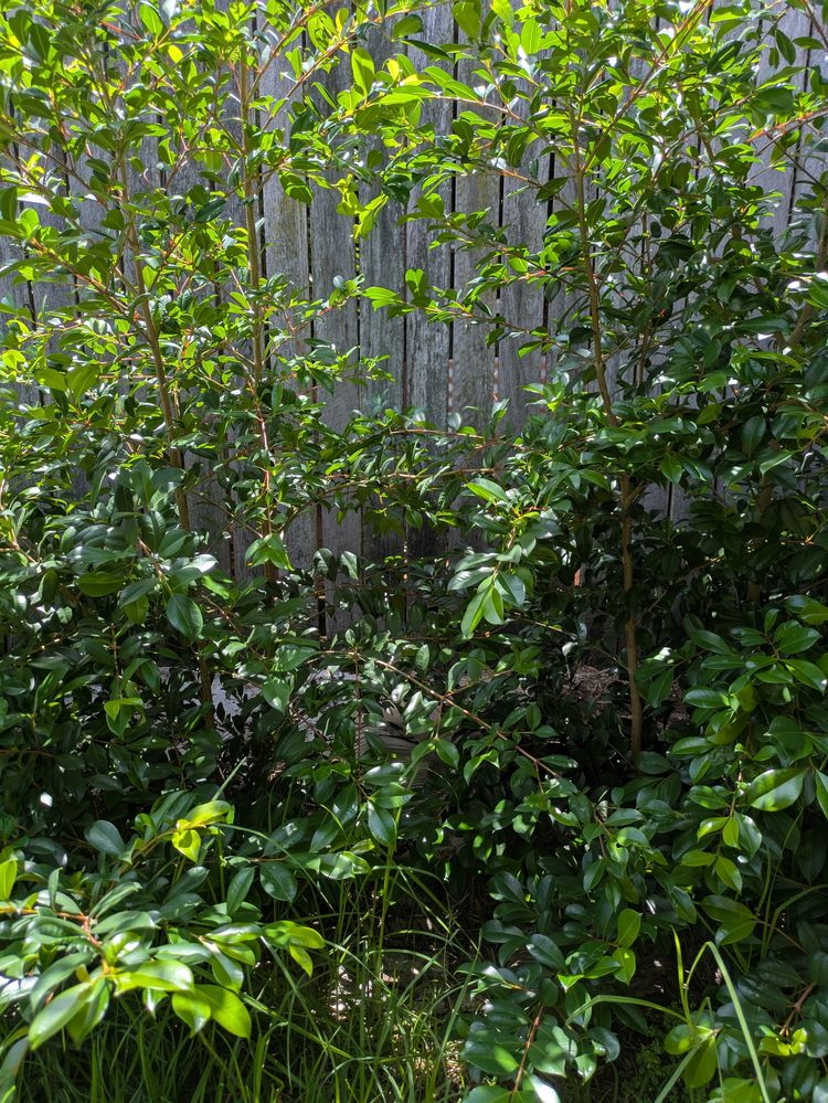 PXL_20251101_005523365.jpg PXL_20251101_005523365.jpg