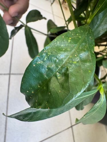 IMG_0912.jpeg IMG_0912.jpeg