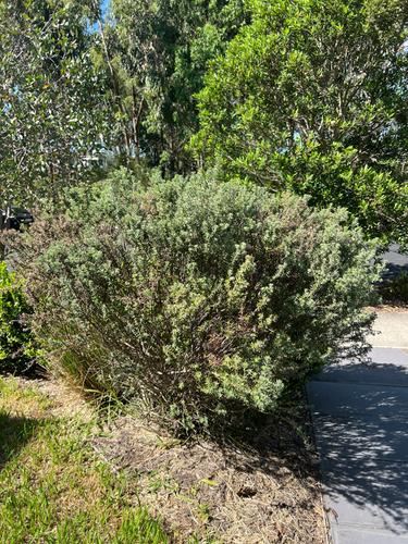 IMG_3174.jpeg IMG_3174.jpeg