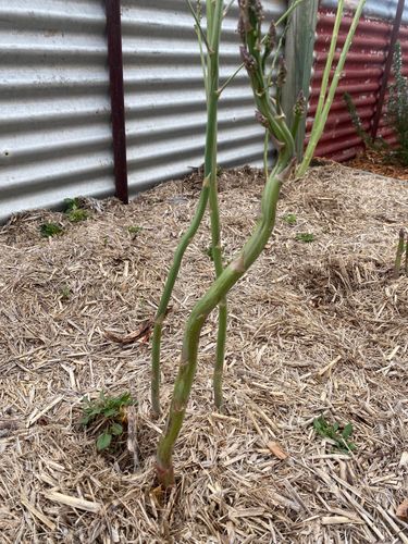 IMG_3462.jpeg IMG_3462.jpeg