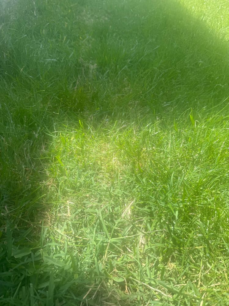 IMG_0583.jpeg IMG_0583.jpeg