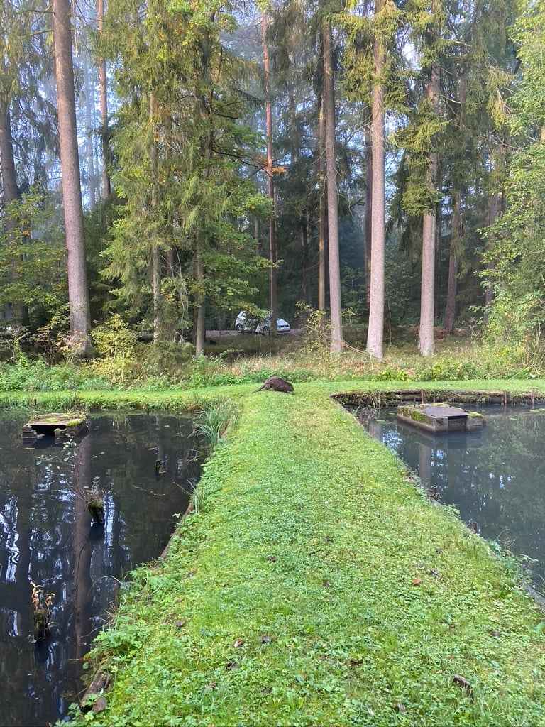 Beaver1.jpeg Beaver1.jpeg
