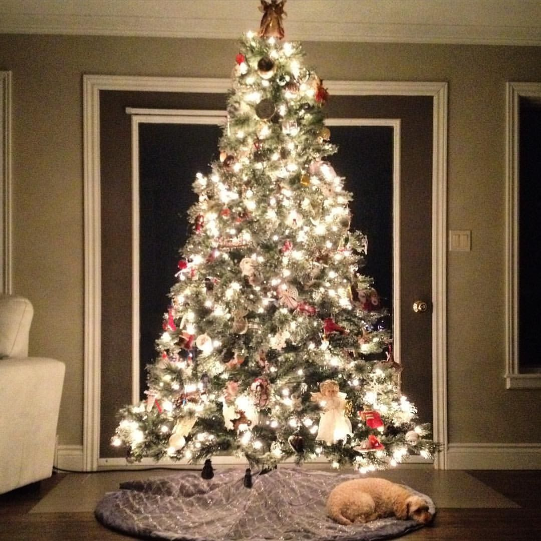 tree.png tree.png