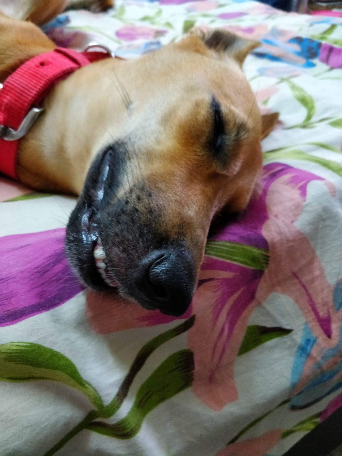 WhatsApp Image 2020-12-04 at 1.09.55 PM.jpeg WhatsApp Image 2020-12-04 at 1.09.55 PM.jpeg