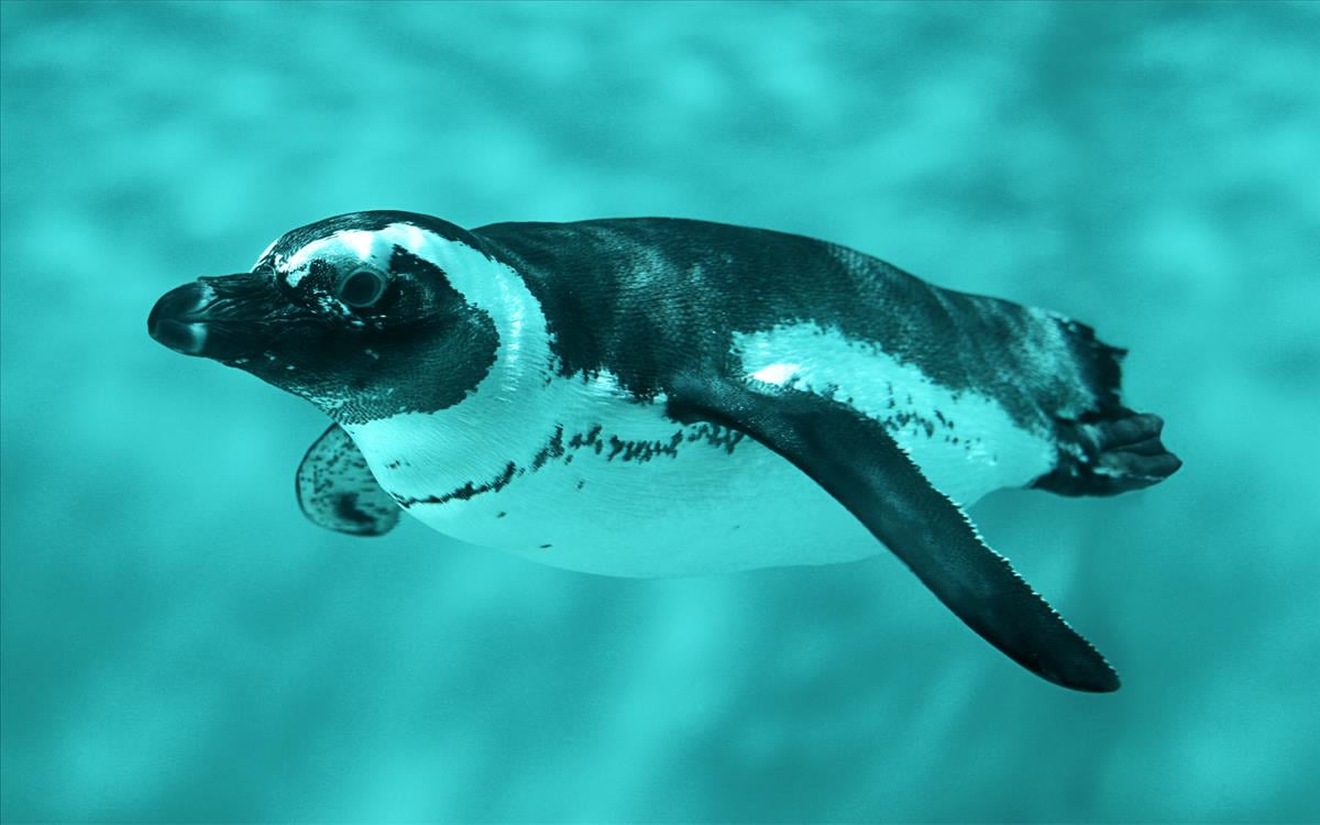 20180605095023944Penguin1.jpg 20180605095023944Penguin1.jpg