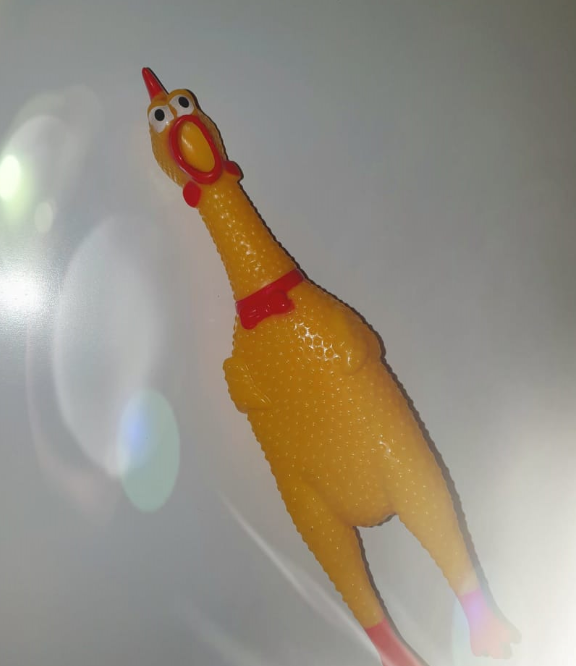 chicken1.png chicken1.png