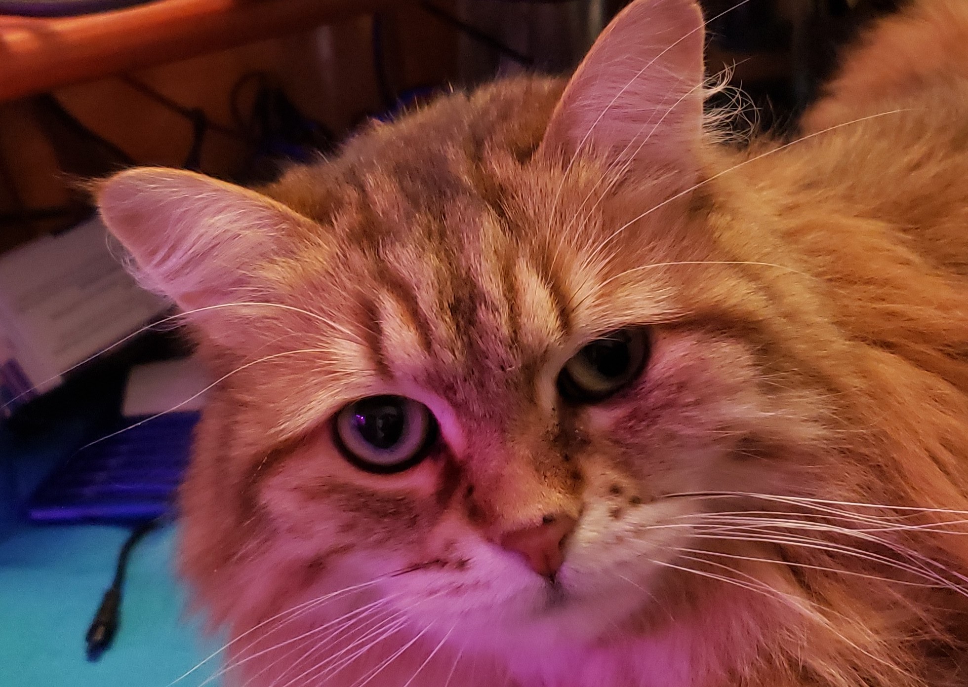 kizzy-face.jpg kizzy-face.jpg