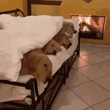 dogs-cozy.gif dogs-cozy.gif