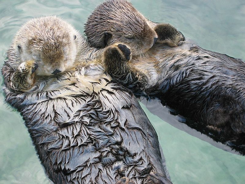 800px-Sea_otters_holding_hands.jpg 800px-Sea_otters_holding_hands.jpg