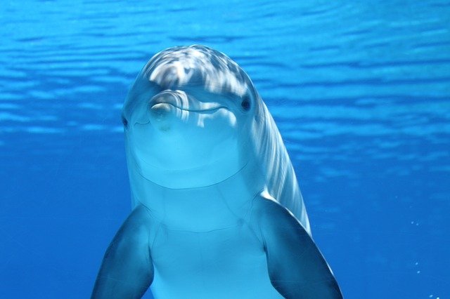 dolphin-g7d6480000_640.jpg dolphin-g7d6480000_640.jpg